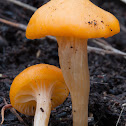 Australian Chanterelle