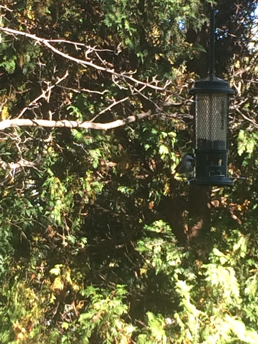 Black-capped Chickadee