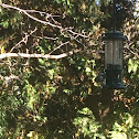 Black-capped Chickadee