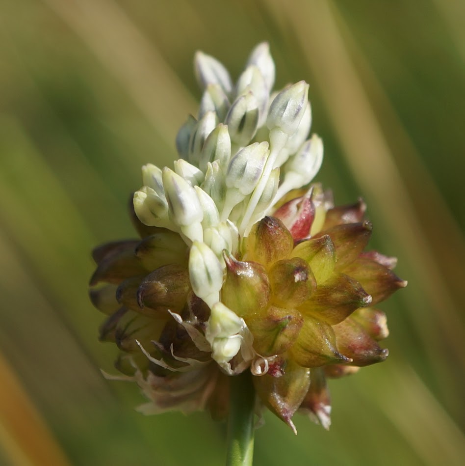 bloem en broedbolletjes