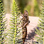 Dragonfly nymph