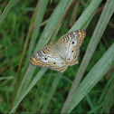 White peacock butterfly