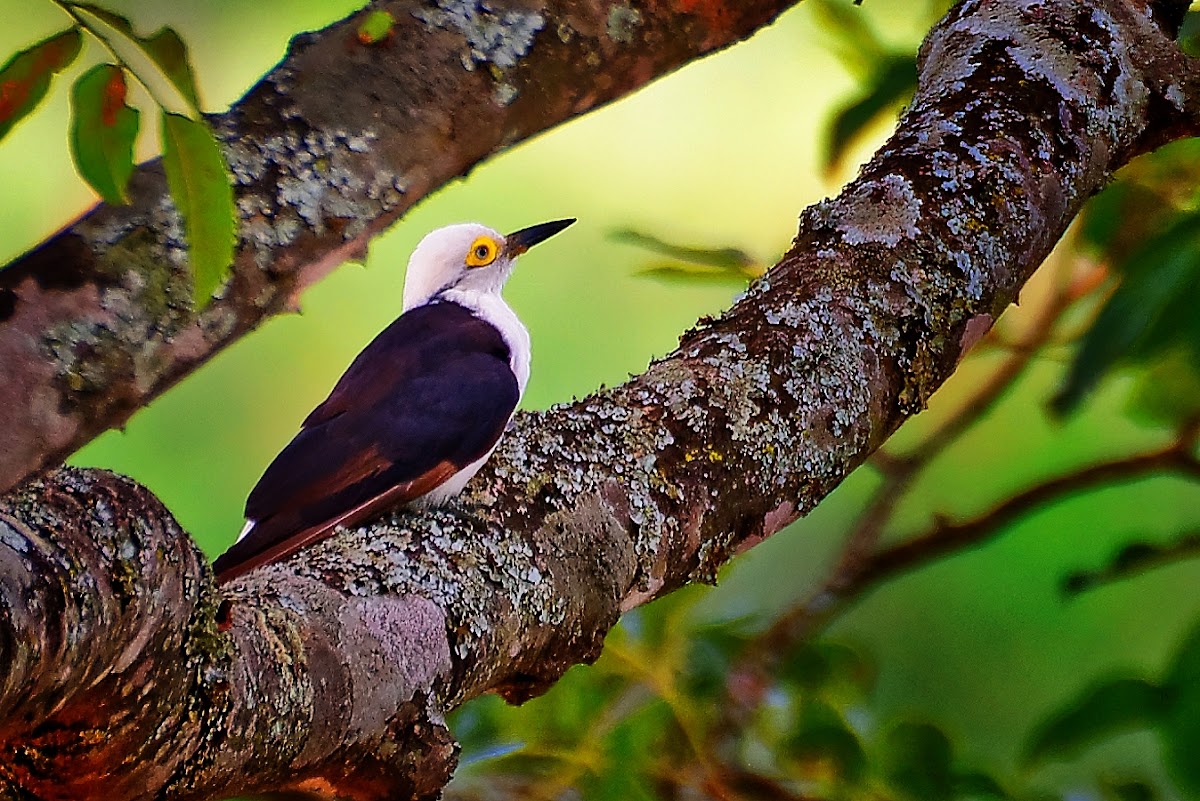 Pica-pau-branco (White Woodpecker)