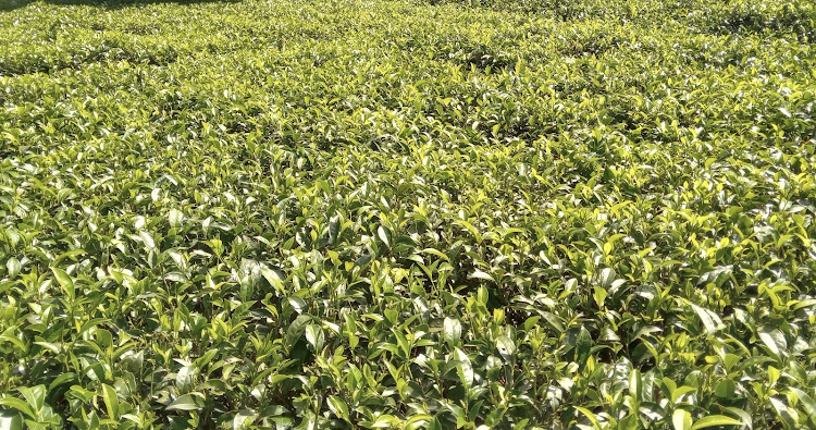 A tea farm in Bomet county