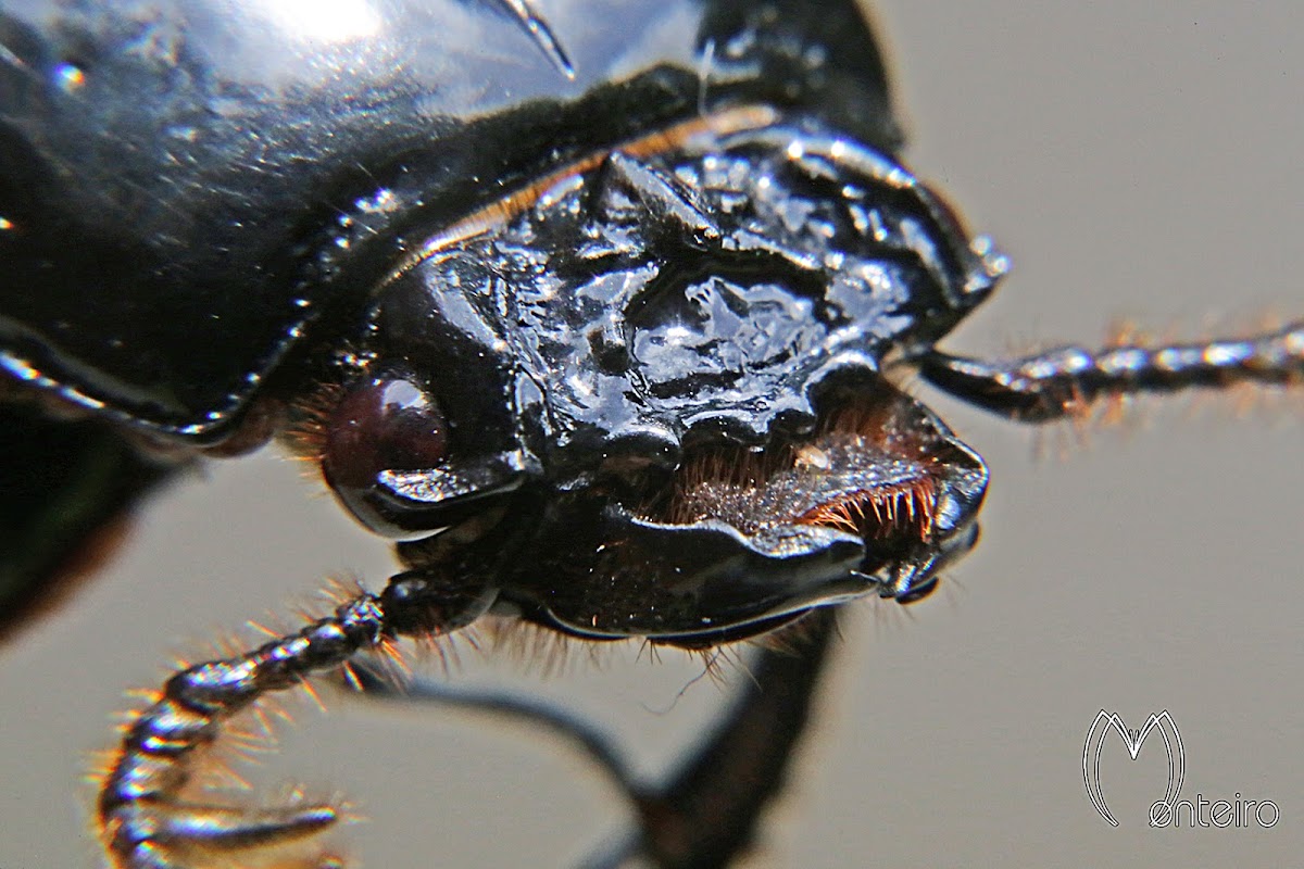 Bess beetle or Bessbug