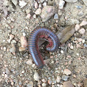 Millipede