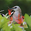 yellow-vented bulbul