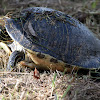 Peninsula Cooter