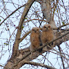 Great Horned Owl