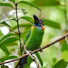 Red-Crowned Barbet