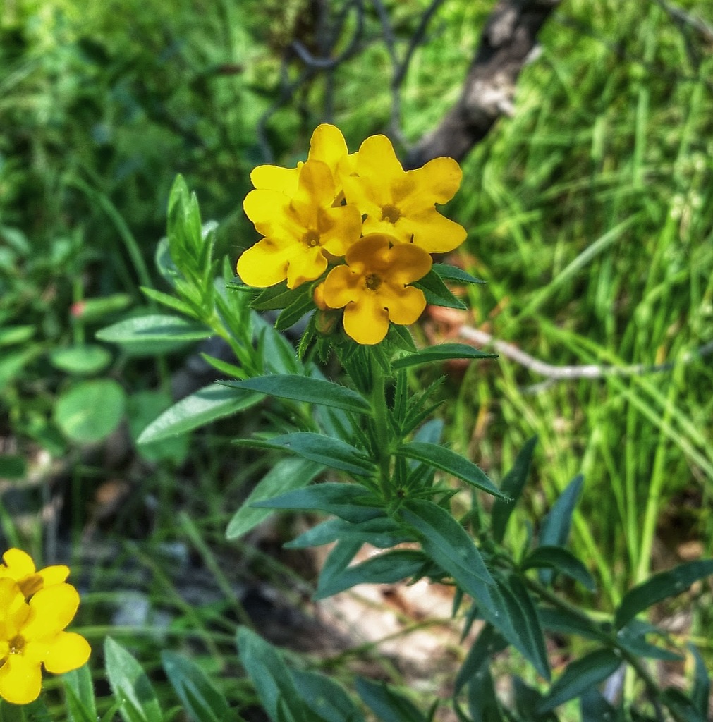 Hairy Puccoon