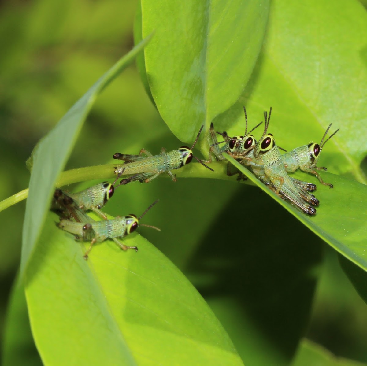 Rice Grasshopper