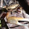 Sand fiddler crab