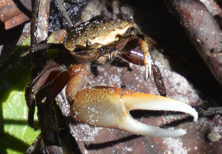 Sand fiddler crab