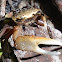 Sand fiddler crab