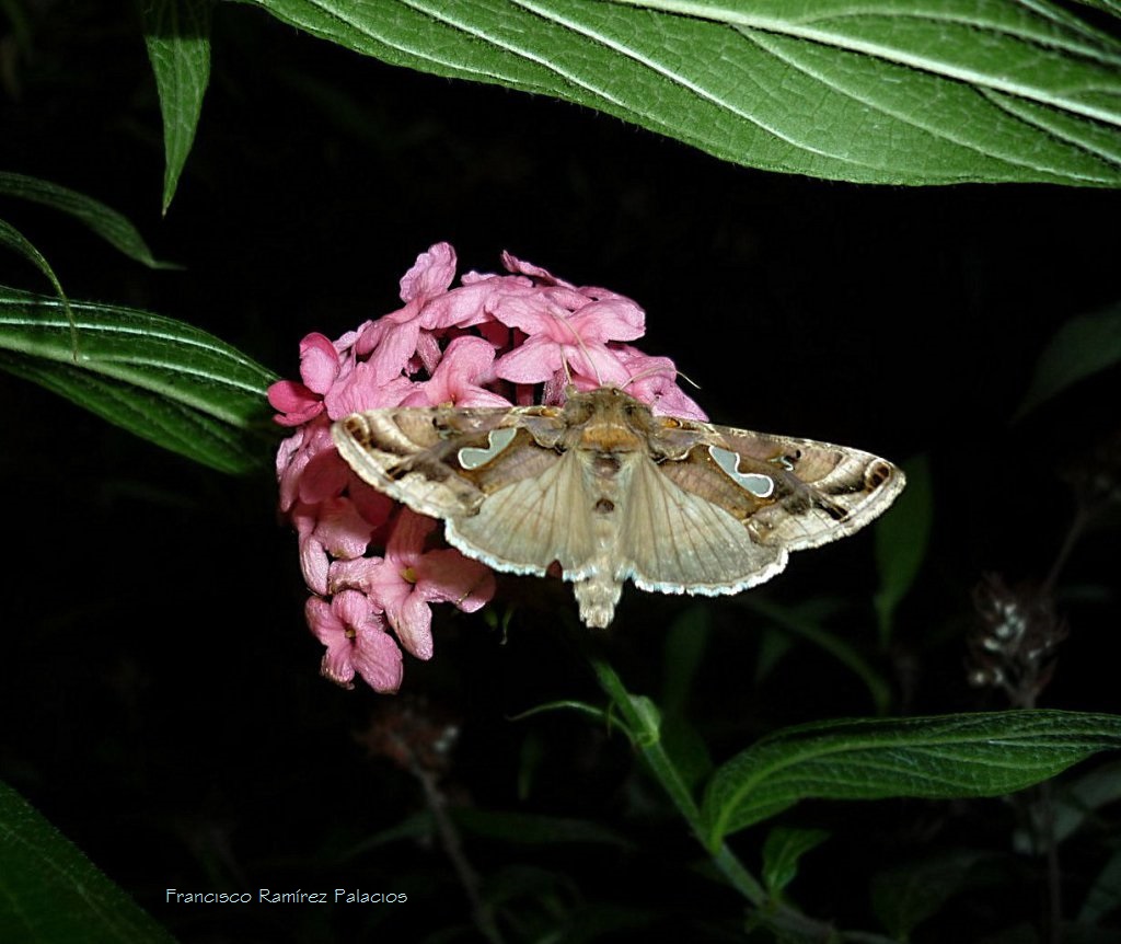 Bilobed Looper Moth