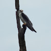 Black-winged kite