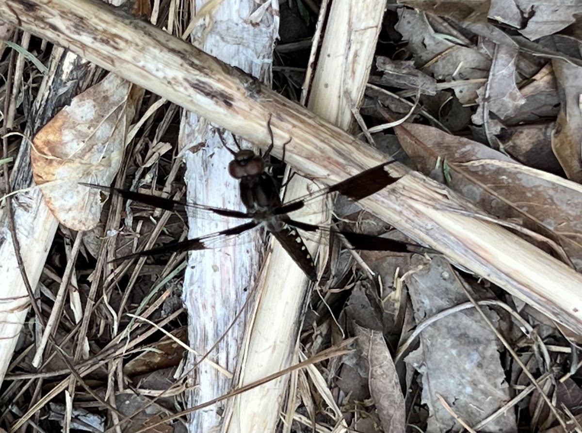 Long-tailed Skimmer