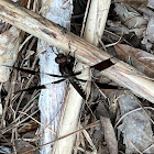 Long-tailed Skimmer