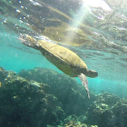 Green Sea Turtle