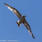 Mediterranean Gull; Gaviota Cabicinegra