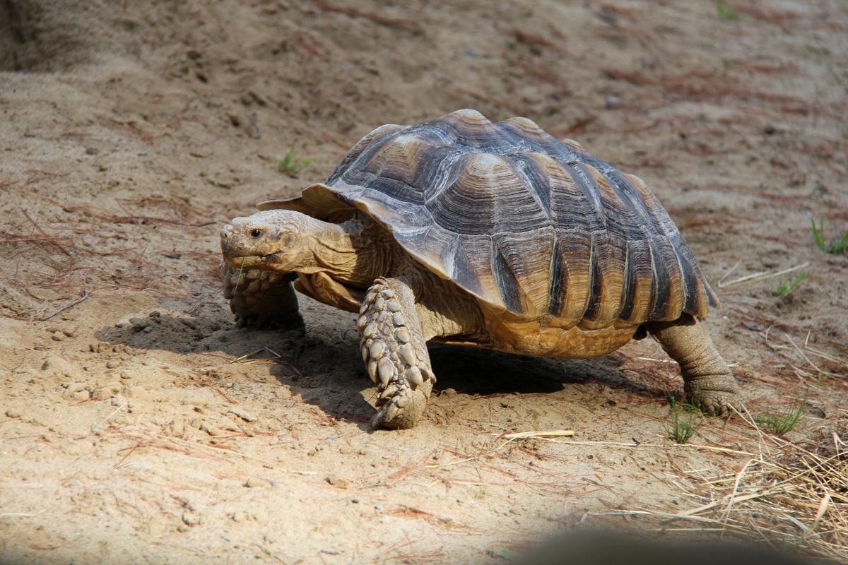 Can Sulcata Tortoises Eat Watermelon