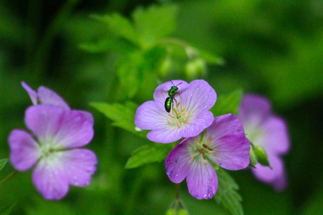 Mason Orchard Bee