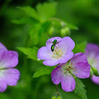 Mason Orchard Bee