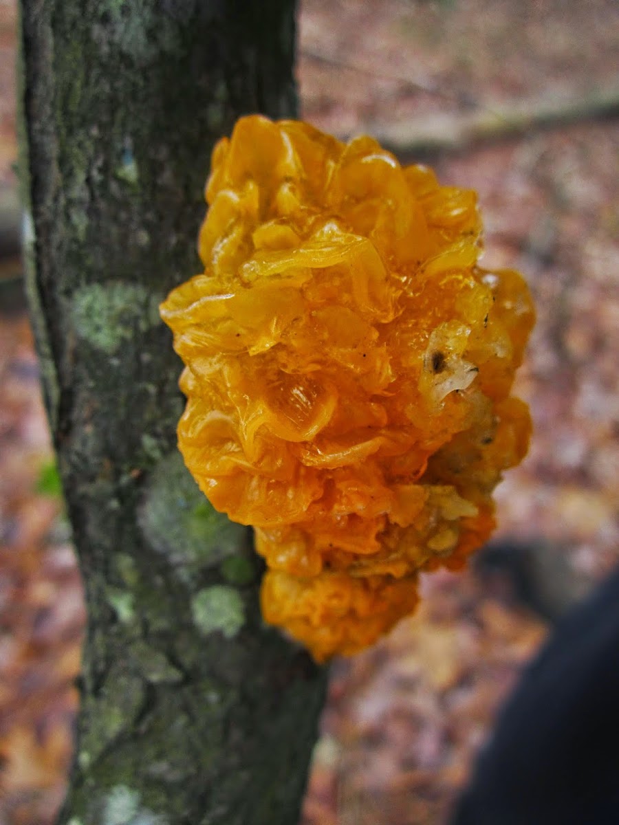 Witch's Butter