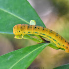 False Tiger Moth Caterpillar ( Day-Flying Moth )