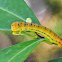 False Tiger Moth Caterpillar ( Day-Flying Moth )