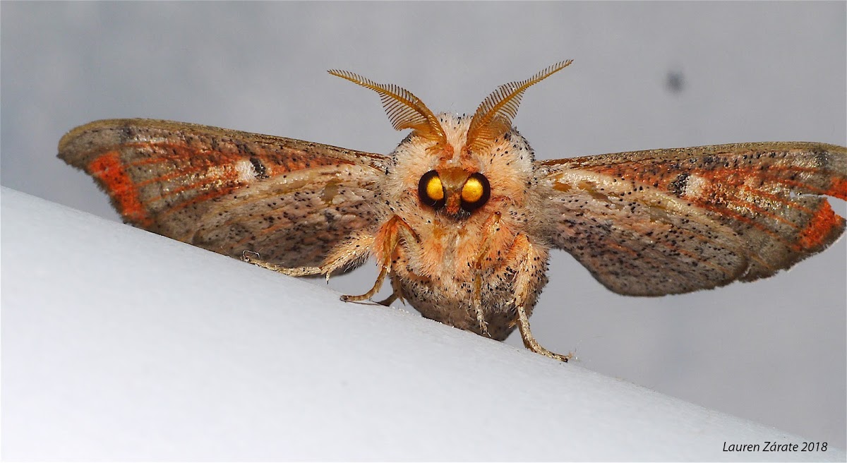 Moth