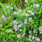 Crownvetch, purple crown vetch