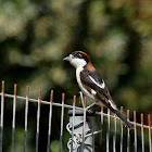 Woodchat Shrike