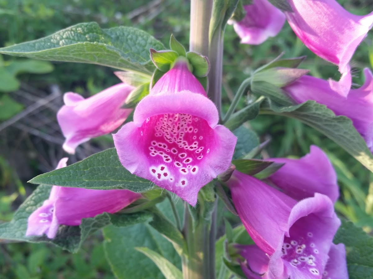 Foxglove