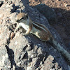 Barbary Ground Squirrel