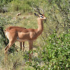 Gerenuk  -  Swahili-Swala twiga