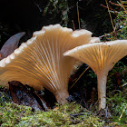 Singerocybe clitocyboides