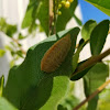 Southern flannel moth caterpillar