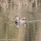 Gadwall; Anade Friso