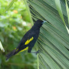 Yellow rumped Cacique