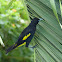 Yellow rumped Cacique