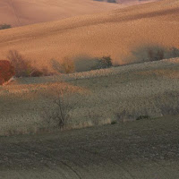 Maremma di 