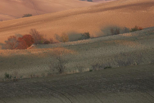 Maremma di ele23