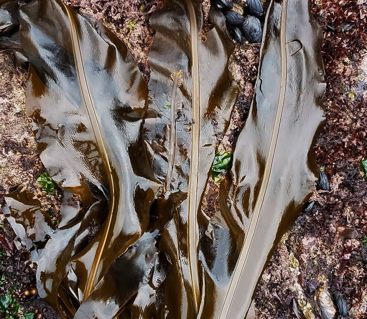 Winged Kelp