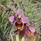 Sawfly Orchid