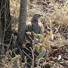 Crested Francolin