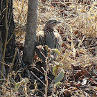 Crested Francolin