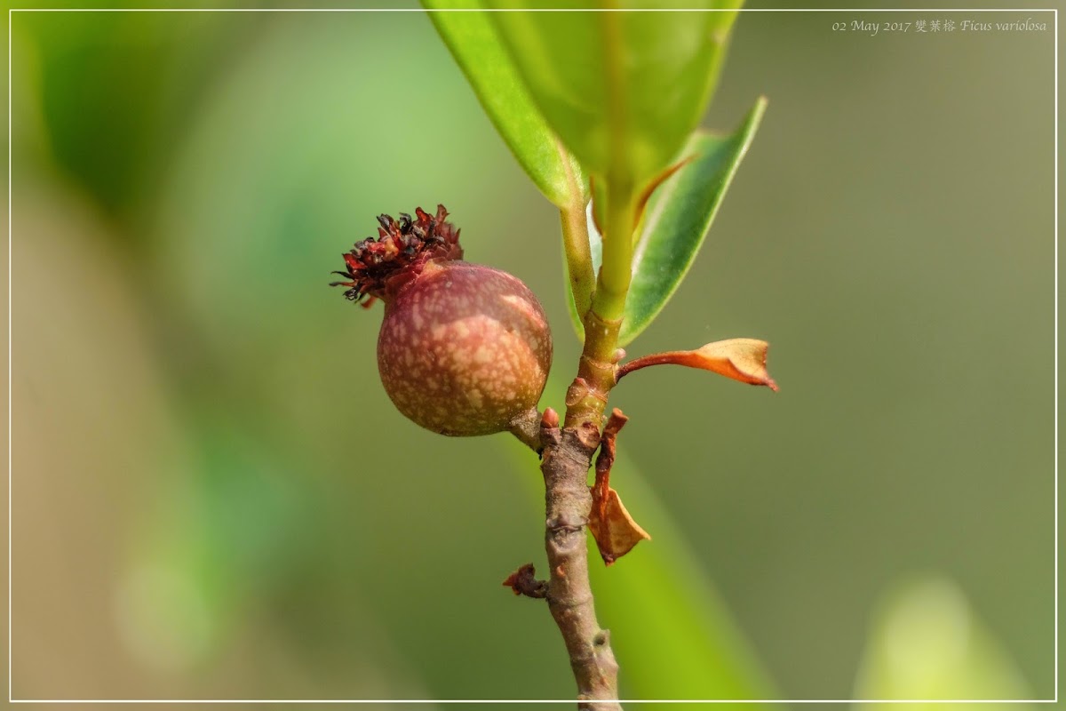 Ficus variolosa 變葉榕