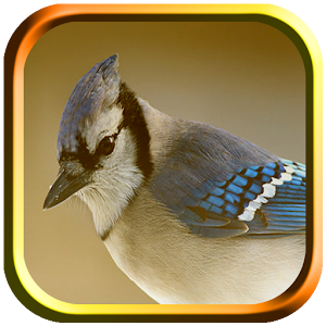 Blue Jay Bird Sounds Offline - Latest version for Android - Download APK